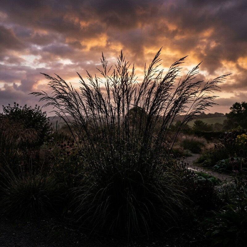 Eragrostis Elliottii 'Wind Dancer' Grass Seeds for Planting