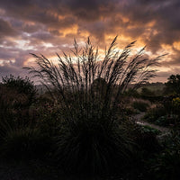 Eragrostis Elliottii 'Wind Dancer' Grass Seeds for Planting