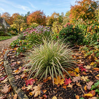 Carex Morrowii Pinkie ornamental grass with variegated foliage in a garden landscape