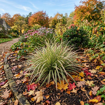 Carex Morrowii Pinkie ornamental grass with variegated foliage in a garden landscape