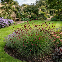 Pennisetum Thunbergii 'Red Buttons' Grass Seeds for Planting