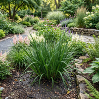 Juncus Xiphioides Grass Seeds for Planting