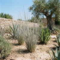 Juncus 'Silver Spears' ornamental grass growing in a garden landscape