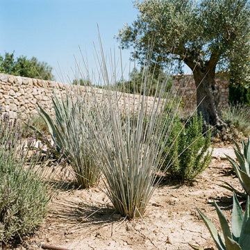 Juncus 'Silver Spears' ornamental grass growing in a garden landscape