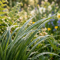 Carex Vulpina Grass Seeds for Ornamental Gardens & Wet Landscapes