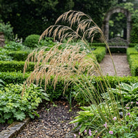 Stipa Gigantea Grass Seeds for Planting | Ornamental Giant Feather Grass