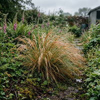 Stipa Arundinacea Grass Seeds for Planting | Ornamental Garden Grass