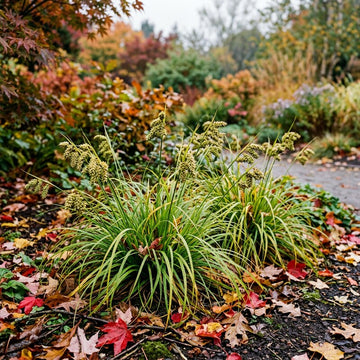 Carex Lupulina ornamental sedge growing in a wetland garden landscape