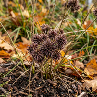 A cluster of dark brown, spiky spherical plants growing among fallen leaves and mulch outdoors.