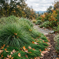 Festuca Californica Grass Seeds for Lawns, Landscaping & Natural Gardens