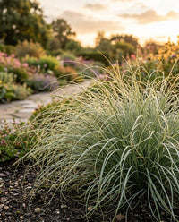Carex Comans Frosted Curls Grass Seeds for Ornamental Gardens
