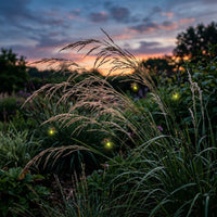 Molinia Caerulea Arundinacea ornamental grass growing in a landscaped garden