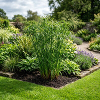 Cyperus Involucratus ornamental grass growing in a landscaped garden