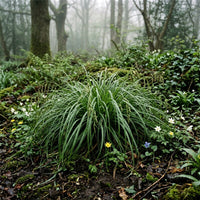 Carex Pendula ornamental sedge grass growing in a landscaped garden