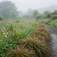 Uncinia Egmontiana Grass Seeds Growing in an Ornamental Garden