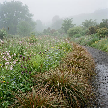 Uncinia Egmontiana Grass Seeds Growing in an Ornamental Garden