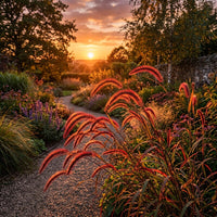 Setaria Macrostachya 'Will Scarlet' Grass Seeds Plant