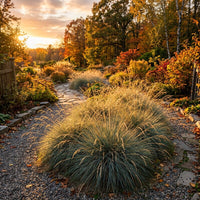 Festuca Californica Grass Seeds for Lawns, Landscaping & Natural Gardens