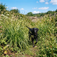 Carex Lupulina Grass Seeds for Wetland & Ornamental Gardens