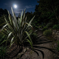 Phormium Tenax ornamental grass growing in a landscaped garden