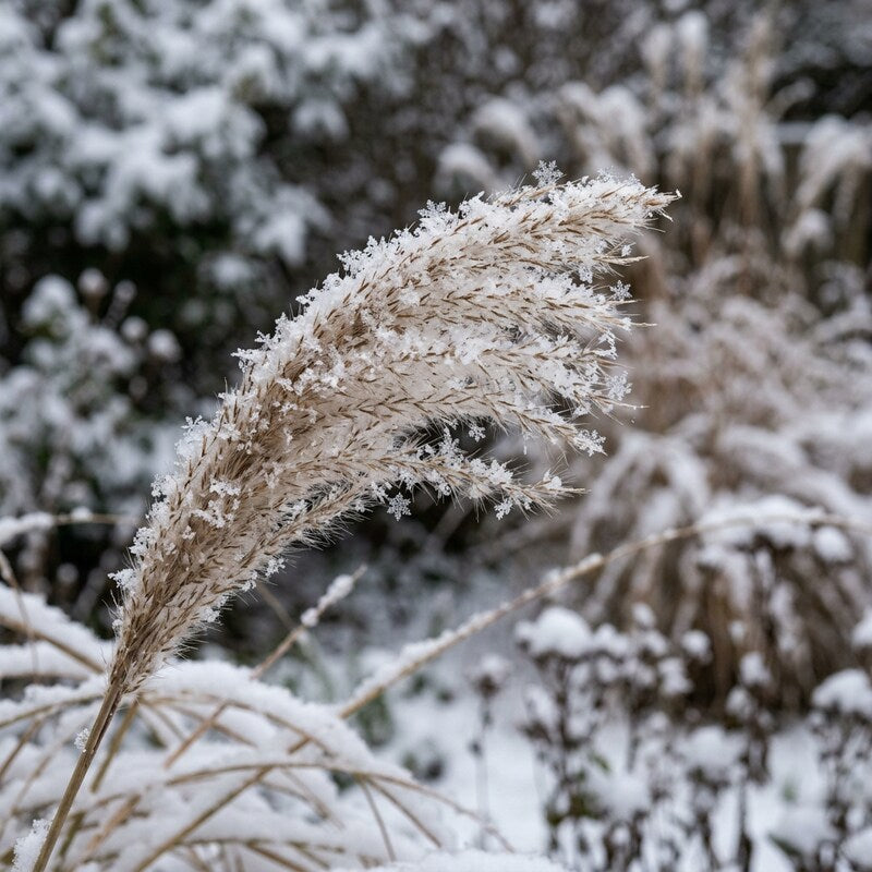 Pennisetum Macrourum Grass Seeds for Ornamental Garden Planting