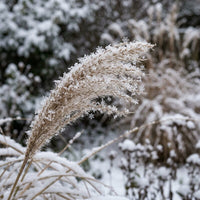 Pennisetum Macrourum Grass Seeds for Ornamental Garden Planting