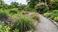 Carex Morrowii 'Pinkie' Grass Seeds for Ornamental Gardens