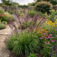 Melica Altissima Atropurpurea Grass Seeds for Planting