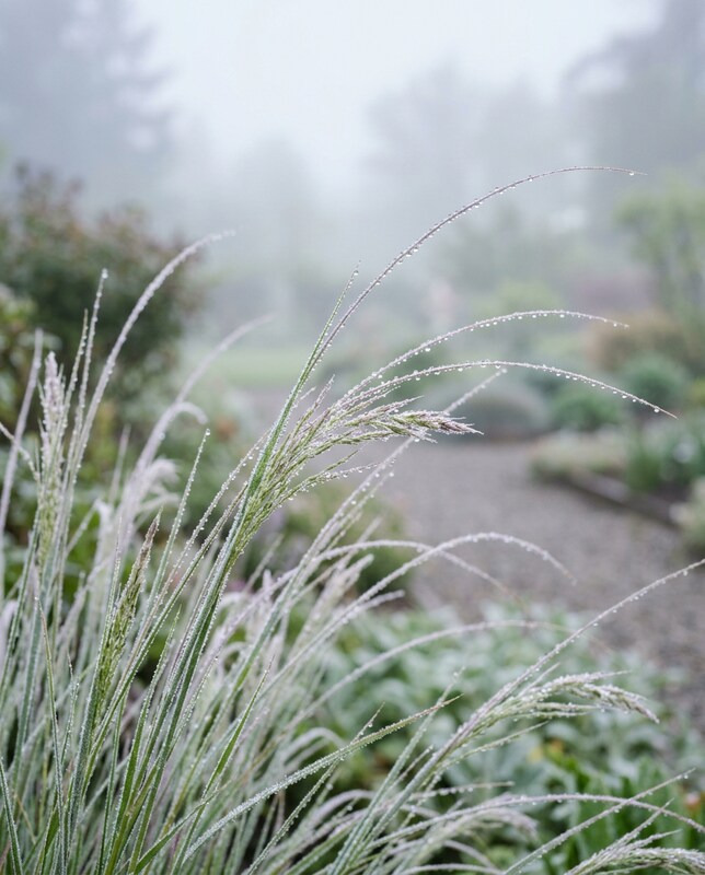 Calamagrostis (Stipa) Brachytricha Grass Seeds for Ornamental Gardens