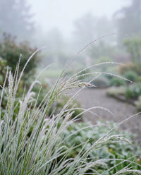 Calamagrostis (Stipa) Brachytricha Grass Seeds for Ornamental Gardens