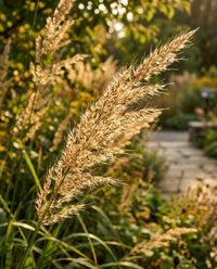 Calamagrostis (Stipa) Brachytricha Grass Seeds for Ornamental Gardens