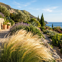 Stipa Tenuifolia Grass Seeds for Planting | Ornamental Garden Grass