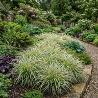 Carex Morrowii 'Pinkie' Grass Seeds for Ornamental Gardens