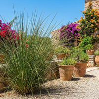 Juncus Mallorcan Giant Grass Seeds for Planting