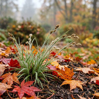 Luzula Ulophylla Grass Seeds for Planting