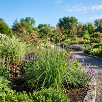 Cyperus Polystachyos Chimney Sweeper grass growing in a landscaped garden