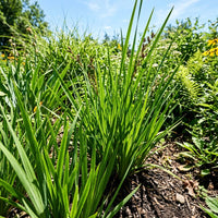 A close-up view of a lush green ornamental grass clump with long, slender leaves growing in a garden bed with mulch and other plants under a blue sky.