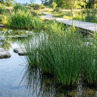 Juncus Effusus grass growing in an ornamental garden landscape