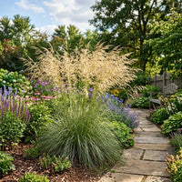 Stipa Gigantea Grass Seeds for Planting | Ornamental Giant Feather Grass