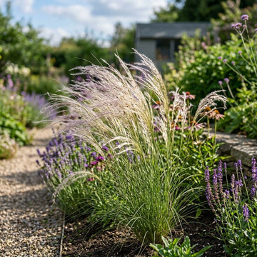 Stipa Elegantissima Grass Seeds Growing in an Ornamental Garden