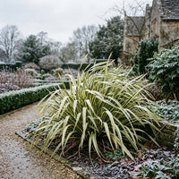 Phormium Tenax Variegata Grass Seeds for Planting