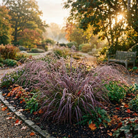 Melica Altissima Atropurpurea Grass Plant Growing in Garden