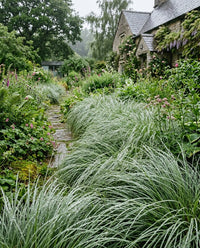 Carex Comans Frosted Curls Grass Seeds for Ornamental Gardens