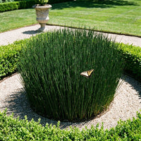 Juncus Pincei Grass Seeds for Planting