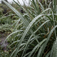 Molinia Caerulea Arundinacea Grass Seeds for Planting