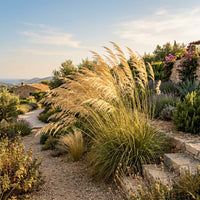 Ampelodesmos Mauritanica Grass Seeds for Ornamental Landscaping