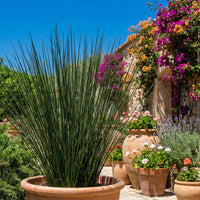 Juncus Mallorcan Giant Grass Seeds for Planting