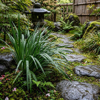 Juncus Xiphioides Grass Seeds for Planting
