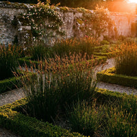Juncus Krausii Grass Seeds for Planting | Premium Lawn & Landscape Seeds