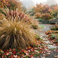 Chionochloa Conspicua ornamental grass growing in a landscaped garden